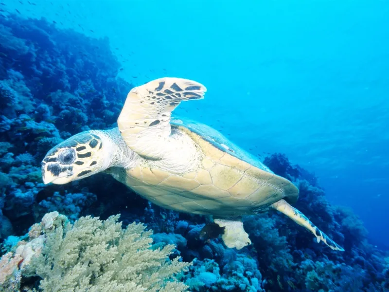 Red Sea Turtles Red Sea Turtles